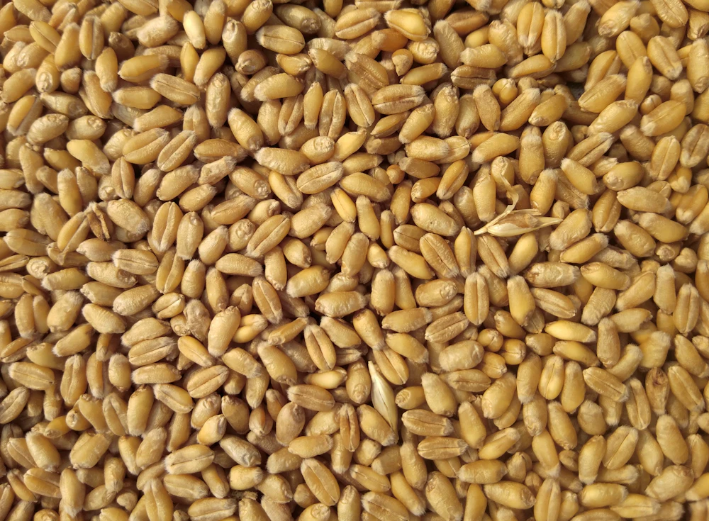 Grains and cereals for export